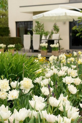 Traditional white garden, white spring flowers, grape hyacinths, Muscari botryoides, Anemone blanda white splendour, narcissus Thalia, narcissus bridal Crown, Snowdrops, Galanthus Nivalis, Leucojum Gravetye Giant